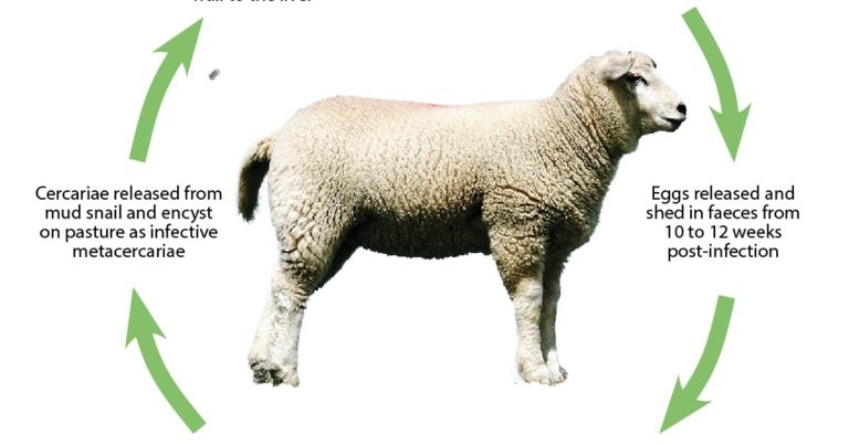 Liver fluke in sheep: prevalence, control and prevention latest