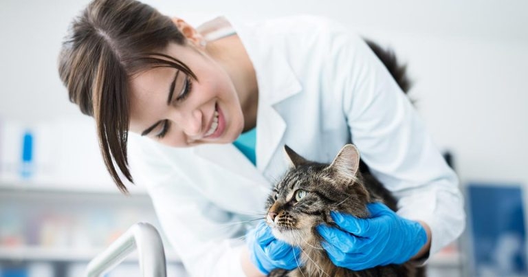 Specialists lined up for vet show sessions