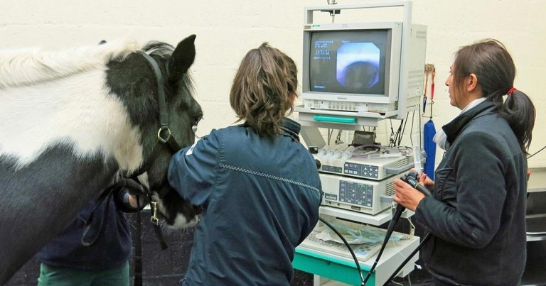 Exercising endoscopy in horses