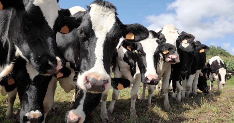 Monitoring and prevention of BVD, IBR and <em>Salmonella</em>