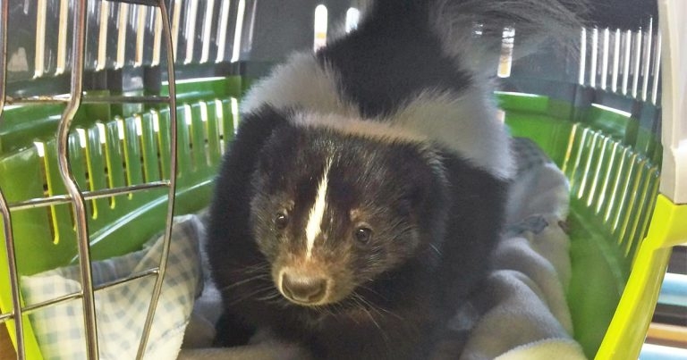 Basic care requirements of rabbits and small furries