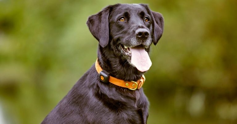 Activity monitoring: technology fad or valuable clinical tool?