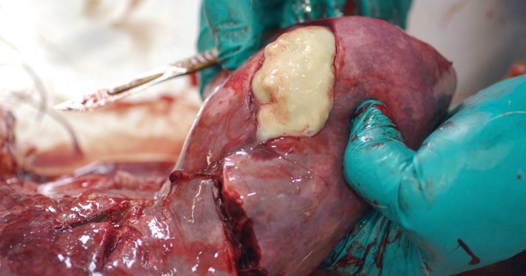 Event delivers hot topics – from antimicrobial use to farm survey