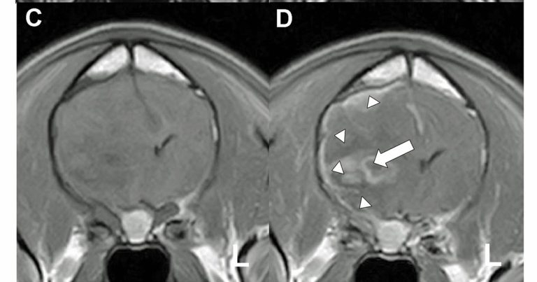 Canine epilepsy innovations