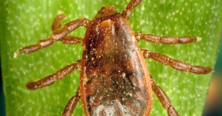 Owner education in year-round prevention of fleas and ticks