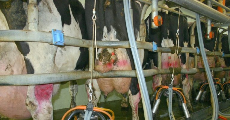 Avoidance of residue in milk
