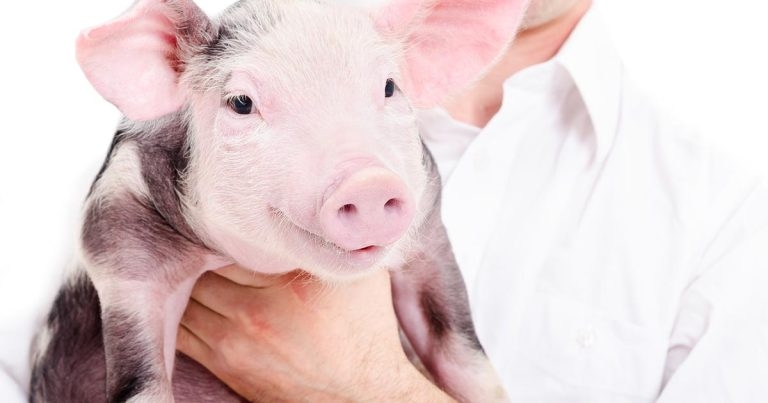 New vaccine planner launched for pig vets