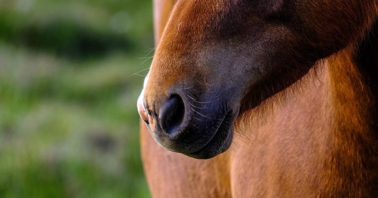 Crusting and skin disorders in horses