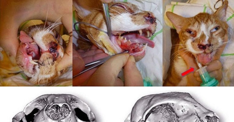 Managing canine and feline trauma and surgical wounds