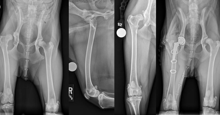 Barriers to treating canine OA – part 3