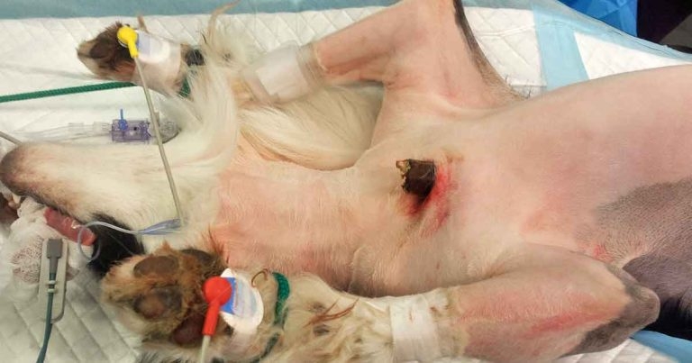 Thoracic trauma: triage, diagnosis, analgesia, surgery and aftercare