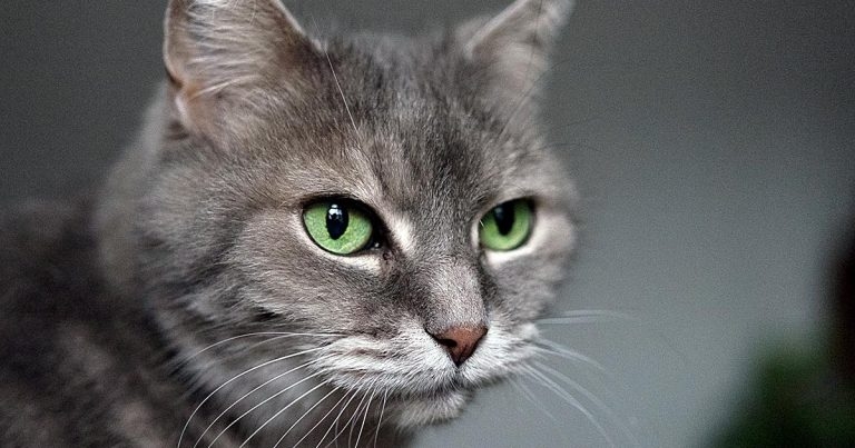 Cat-friendly courses launch