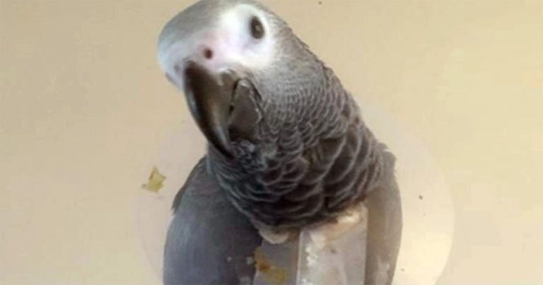 Severe crop burn in an African grey parrot chick