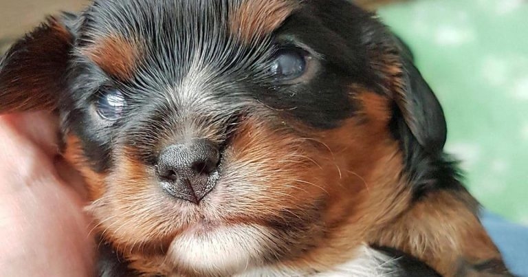 Considering issues from first puppy or kitten health checks