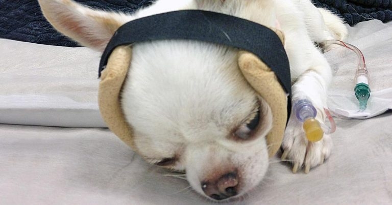 Low temperature thermoplastics used for splinting small animals