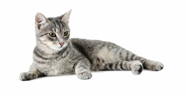 Analysing clinical signs for dogs and cats with chyloabdomen