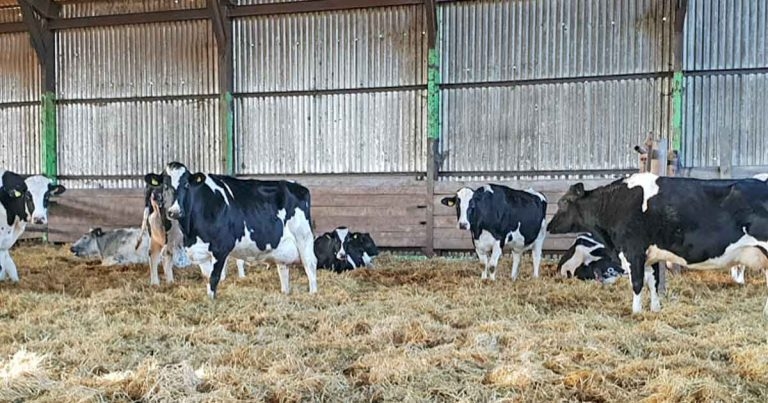 The dry cow period – what vets should be monitoring