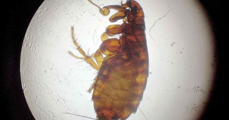 Can insecticidal sprays adequately control fleas?