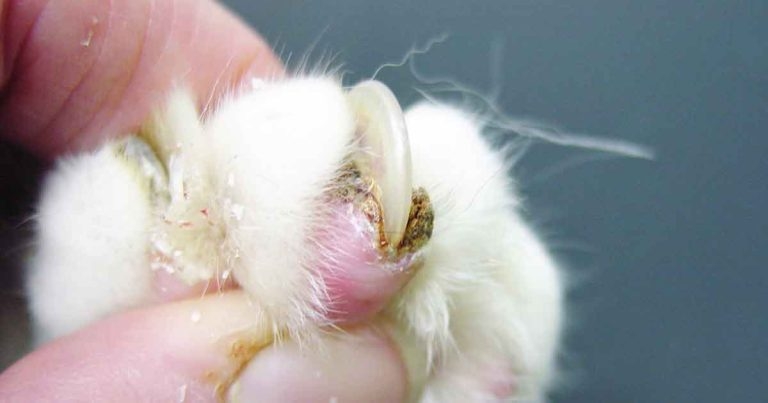 Senior cat care: treatment options and owner advice