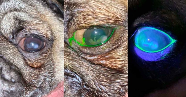 Telemedicine advances: putting specialist help in all practices