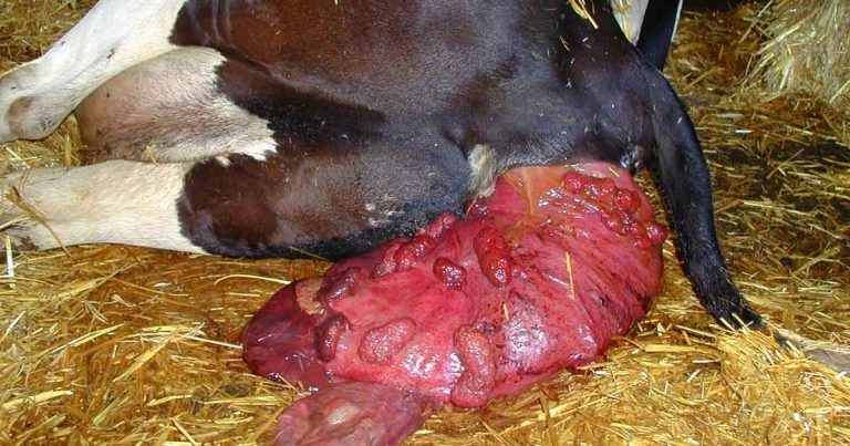 Approaches to correcting uterine prolapse in cows