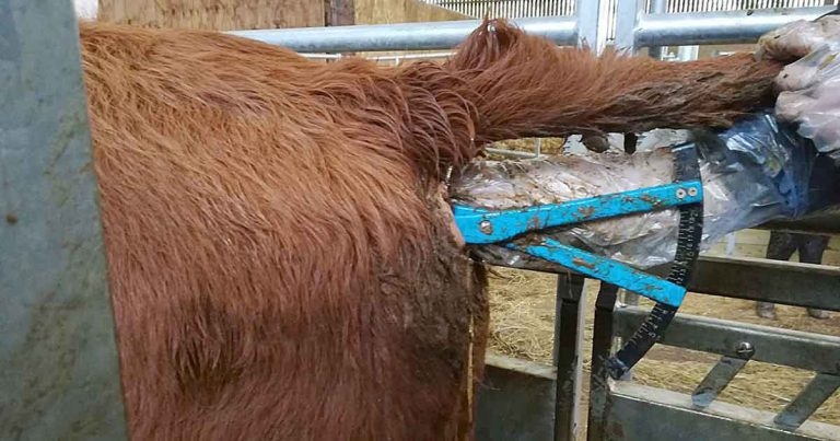 Techniques in accurate pelvic measurement of beef heifers