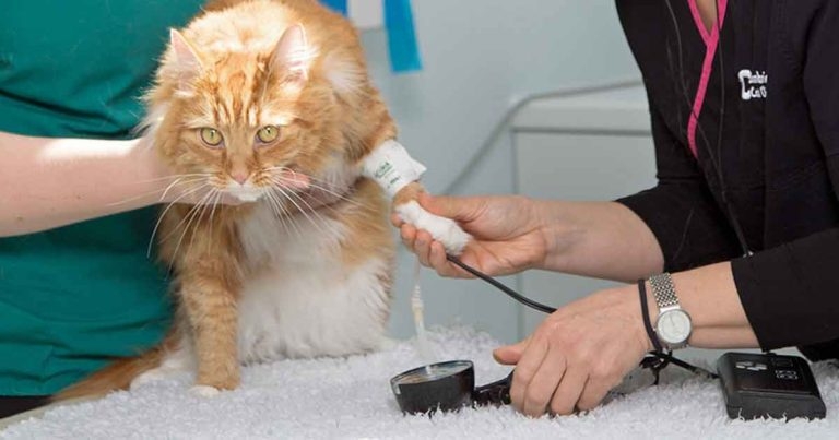 Feline hyperthyroidism and concurrent disease