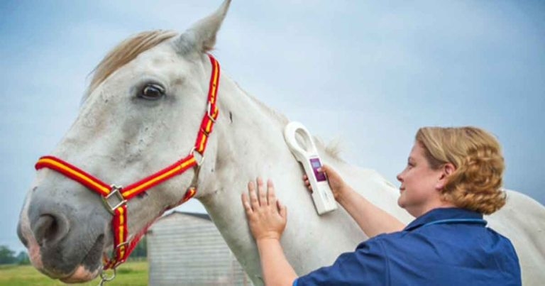 OV revalidation process – equine vets speak out