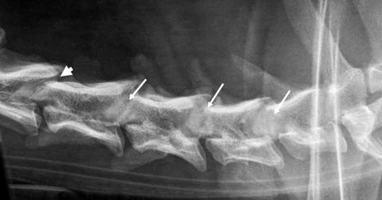 Cervical spondylomyelopathy in dogs – diagnosis and treatment
