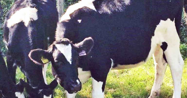 Anthelmintic resistance in cattle