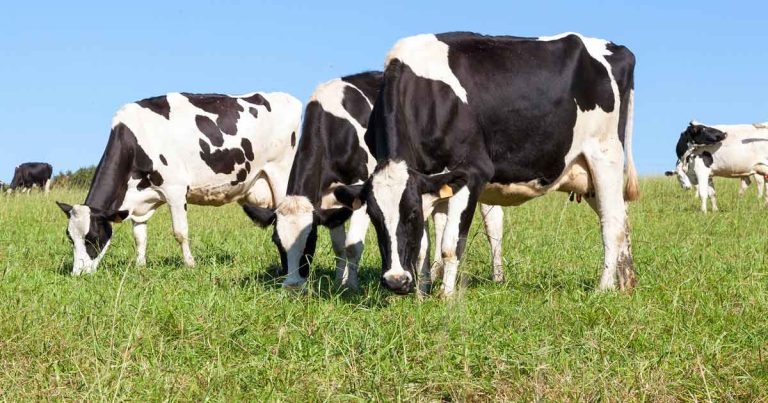 Setting up an independent farm practice: advice and tips for success