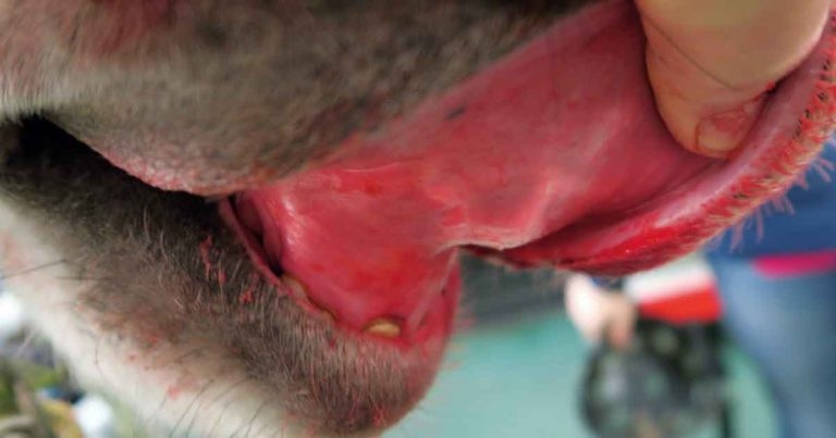 Colic: practical advice on diagnosing and treating gastrointestinal disorders