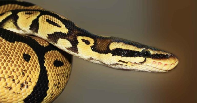 Ventral thermal burn in a royal python