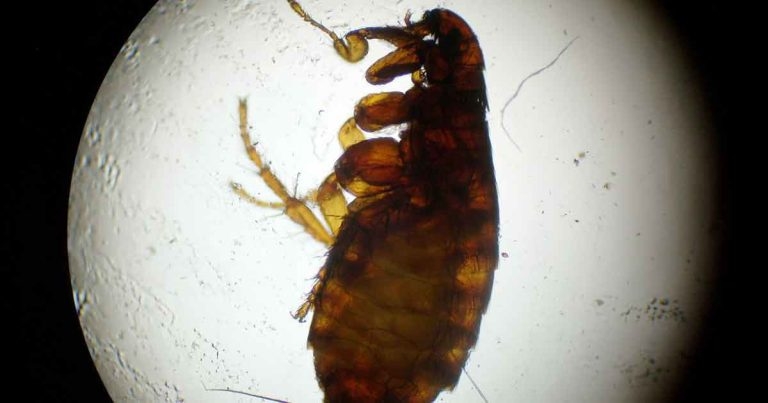 Flea and tick control: advice for compliance in reluctant owners