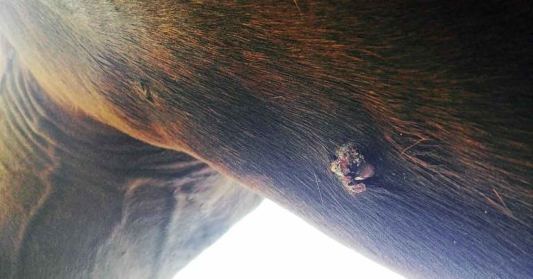 Equine skin diseases – treatment protocols in spring and summer