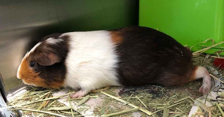 Management of pain in small furries: types and protocols