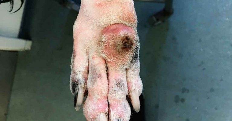 Tissue expansion as an effective method of distal limb wound closure