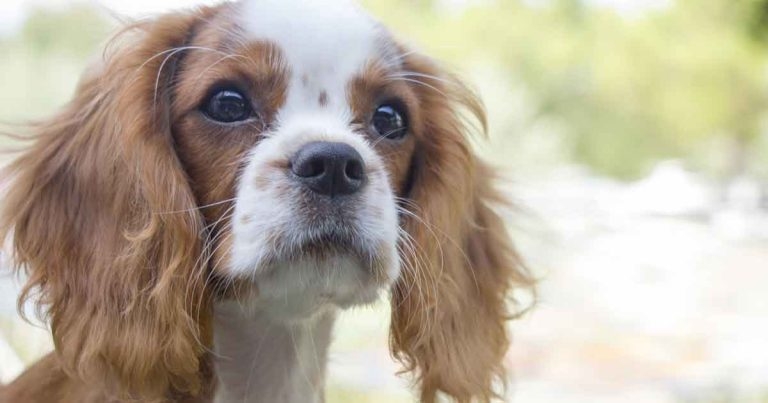 Treatment of myxomatous mitral valve disease in dogs: an update