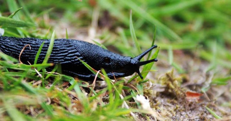 Canine case of metaldehyde toxicosis