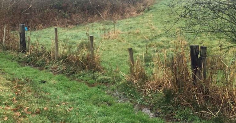 Liver fluke treatment in cattle and sheep
