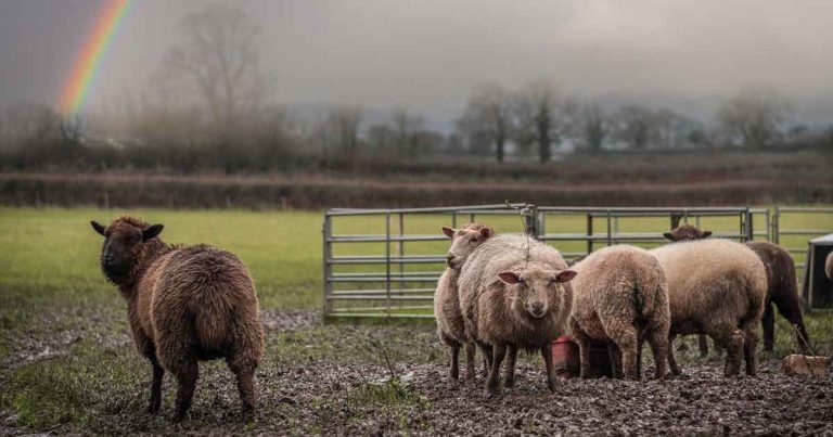Lameness in cattle and sheep at grass