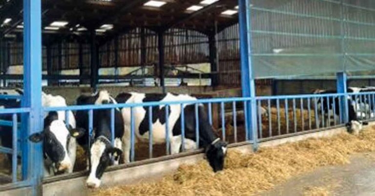 Mastitis in dairy cattle: update on causes, diagnosis and treatments