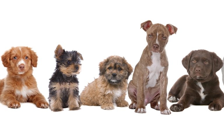 Nationwide heart study launches to probe puppy deaths