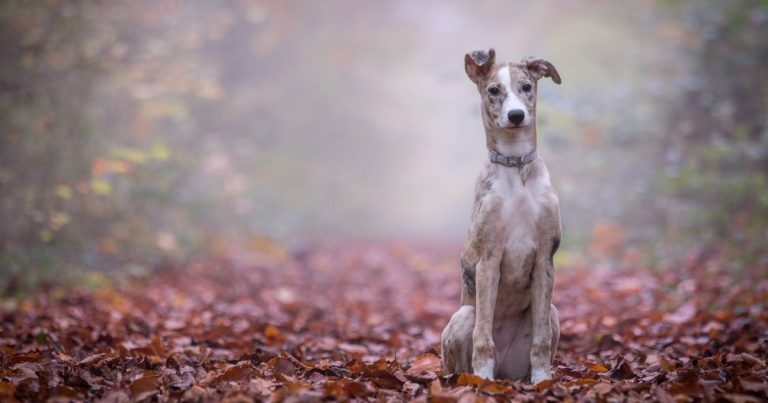 Vets confirm first Alabama rot deaths in 2022
