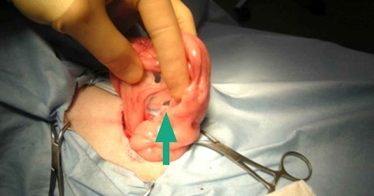 Constrictor knot ligatures in small animal veterinary surgery
