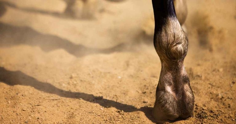 Tendon injuries in horses: treatment and management