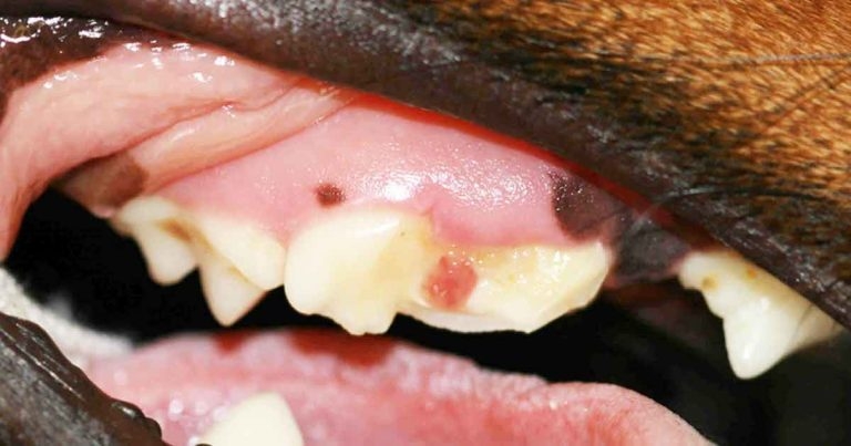 Exploring tooth fracture risks in canine patients