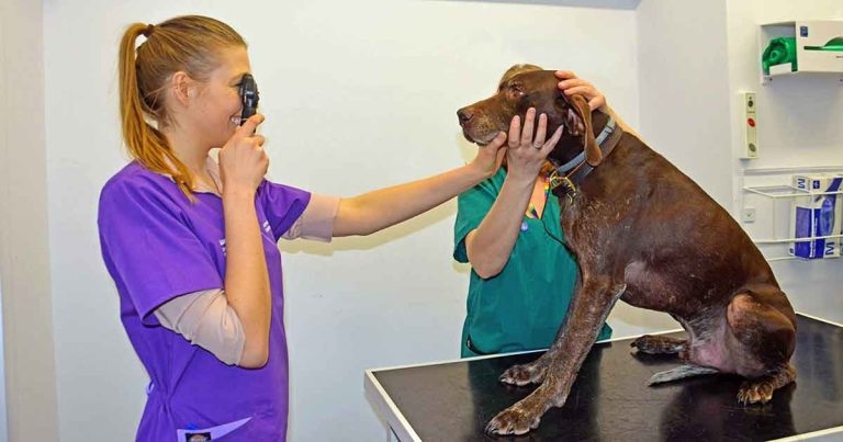Getting the most from companion animal eye examinations