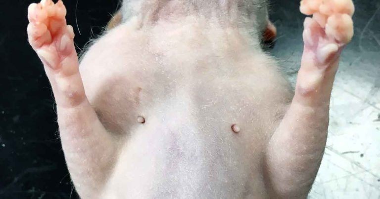 Surgical removal of soft tissue mass in a pet rat