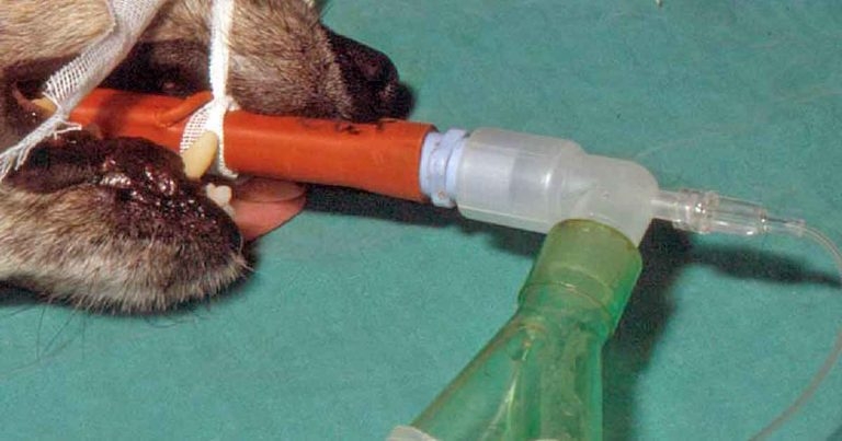 Maintaining anaesthesia in dogs and cats – comparing techniques